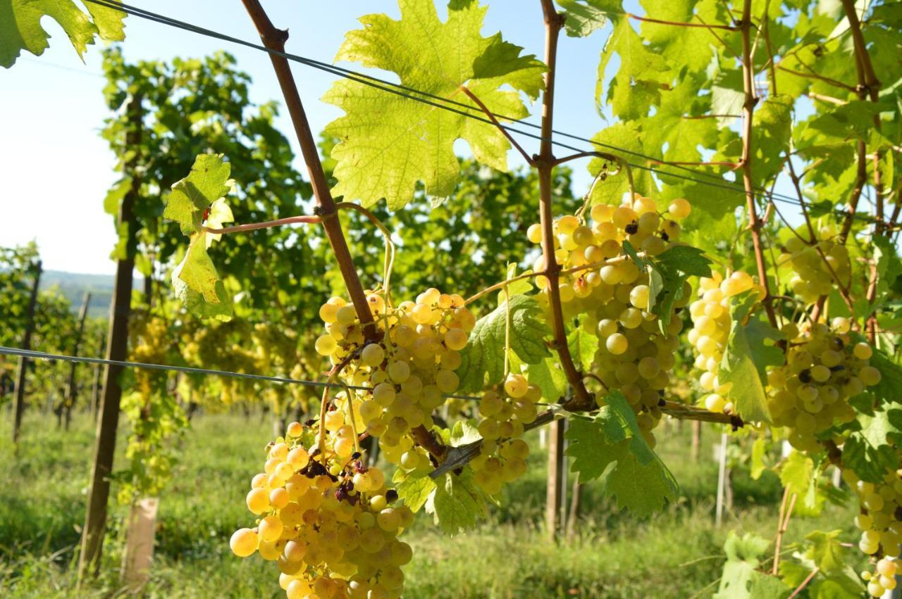 Bed and Breakfast Bed & Tours Dimora Di Campagna Castelnuovo Belbo Экстерьер фото