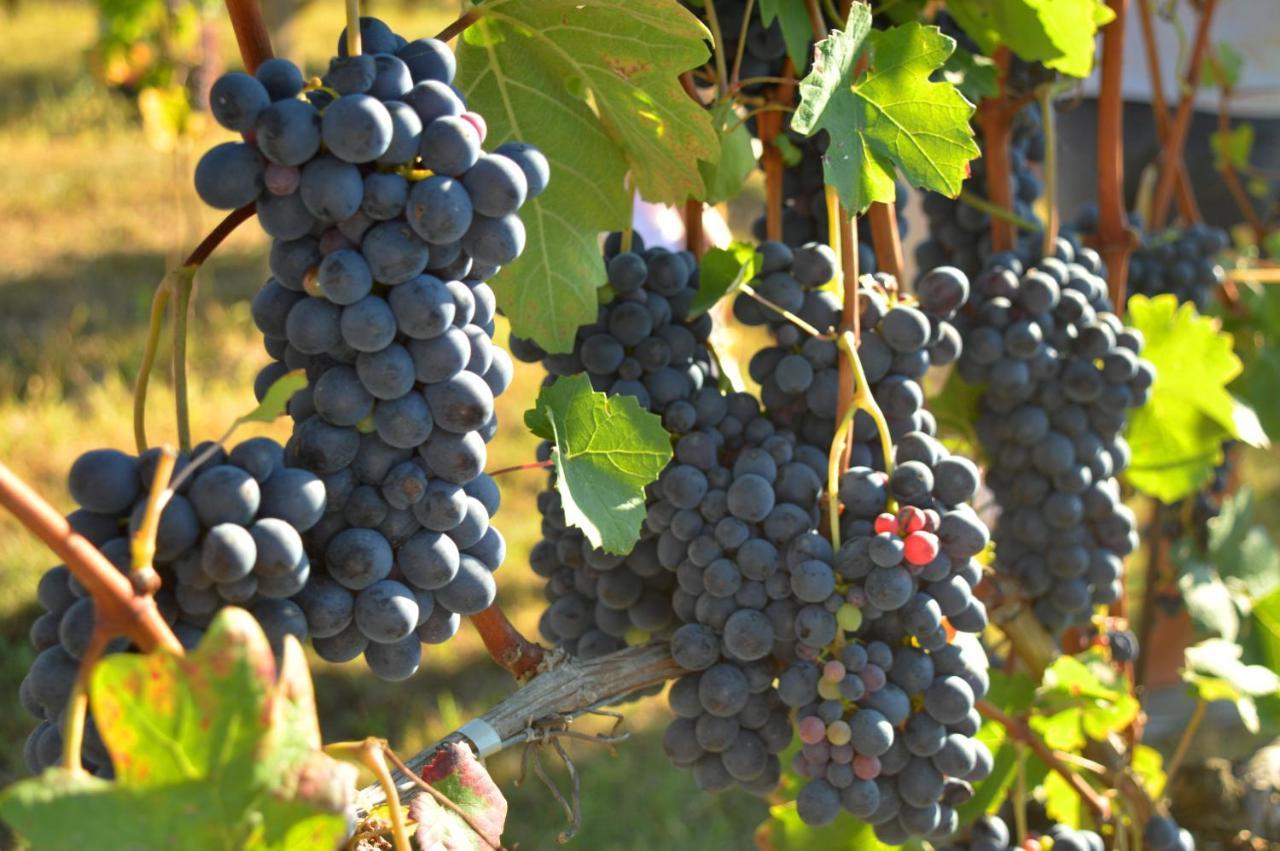 Bed and Breakfast Bed & Tours Dimora Di Campagna Castelnuovo Belbo Экстерьер фото